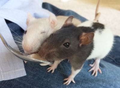 Pet rats